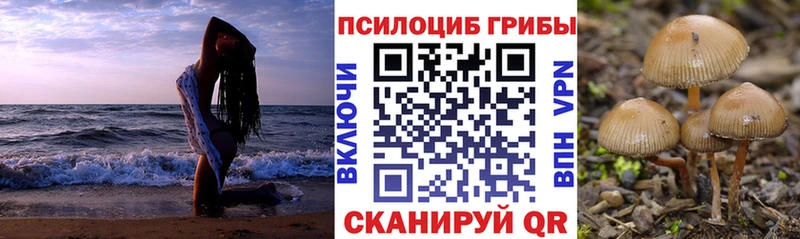 Псилоцибиновые грибы Psilocybine cubensis  Майкоп 